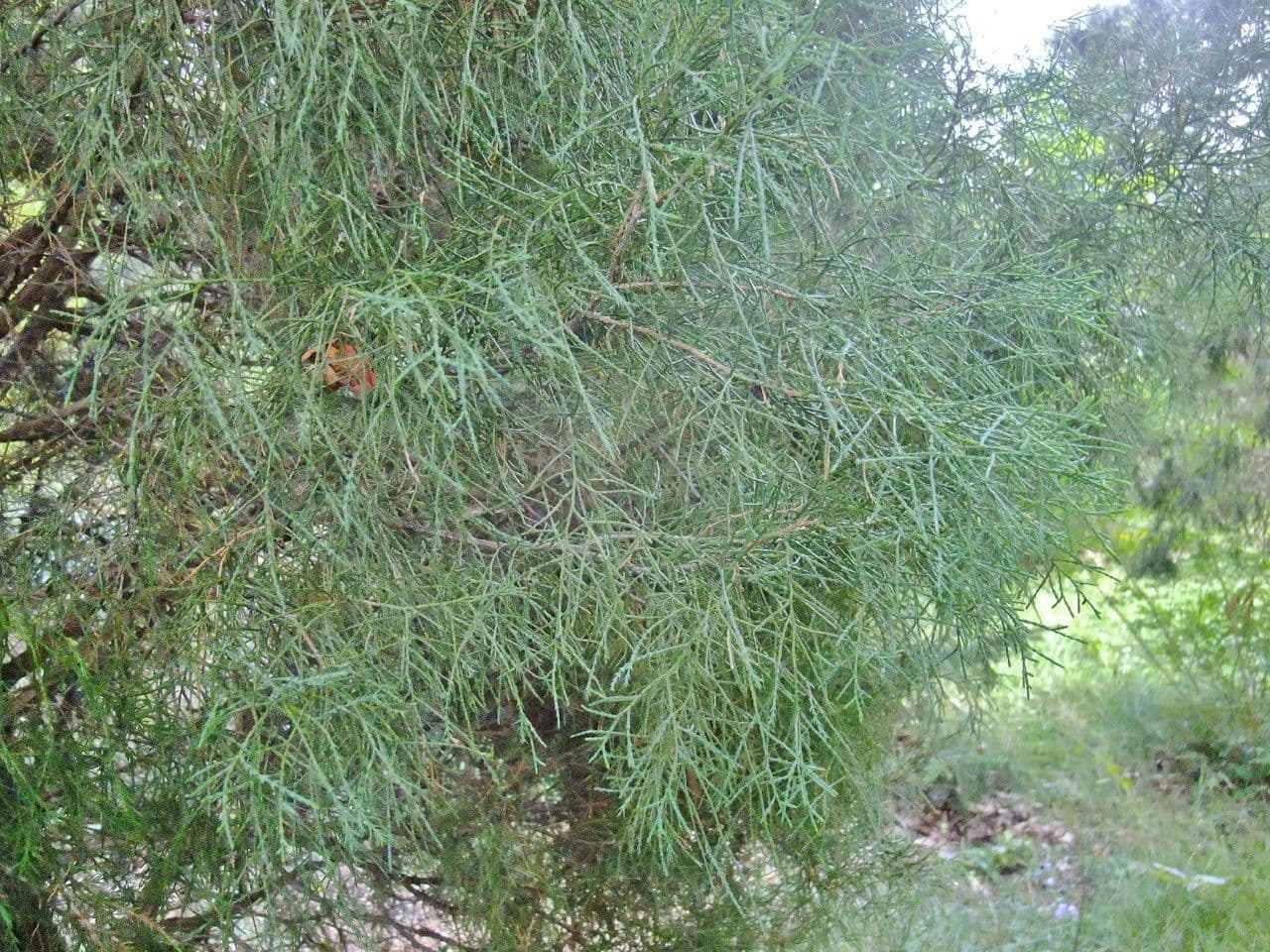 Ginepro della Virginia 26