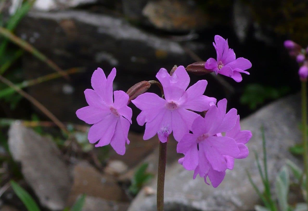Primula 4