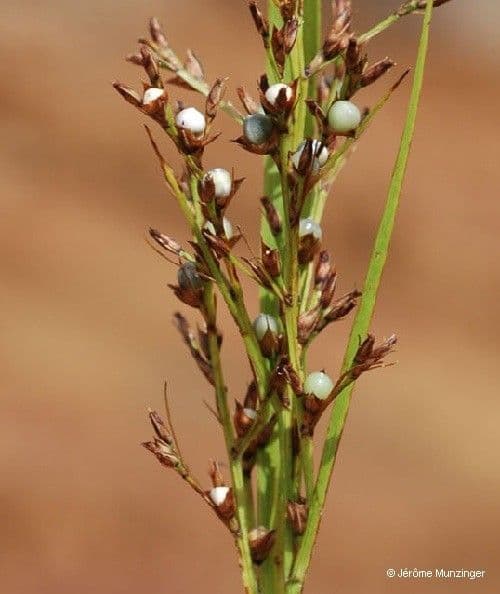 Scleria 3