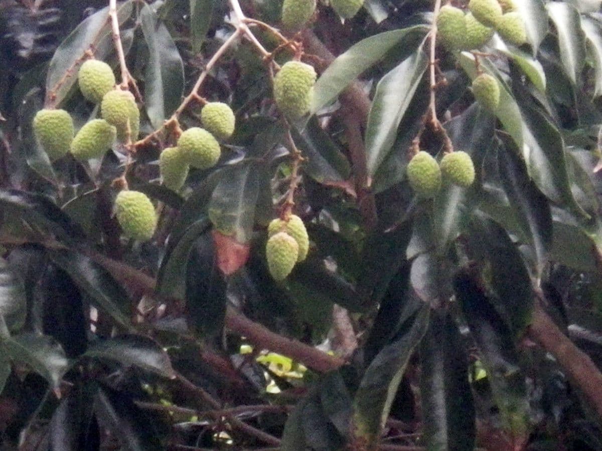 Litchi 11