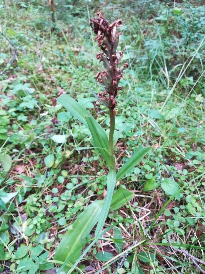 Orchide cimicina 2