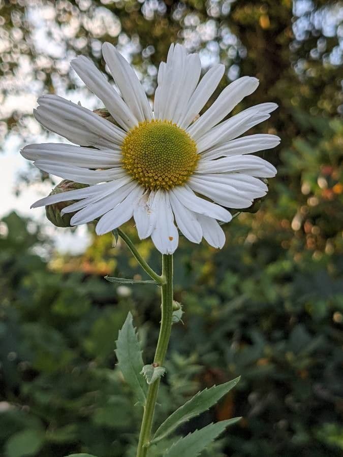 Späte Wucherblume 2