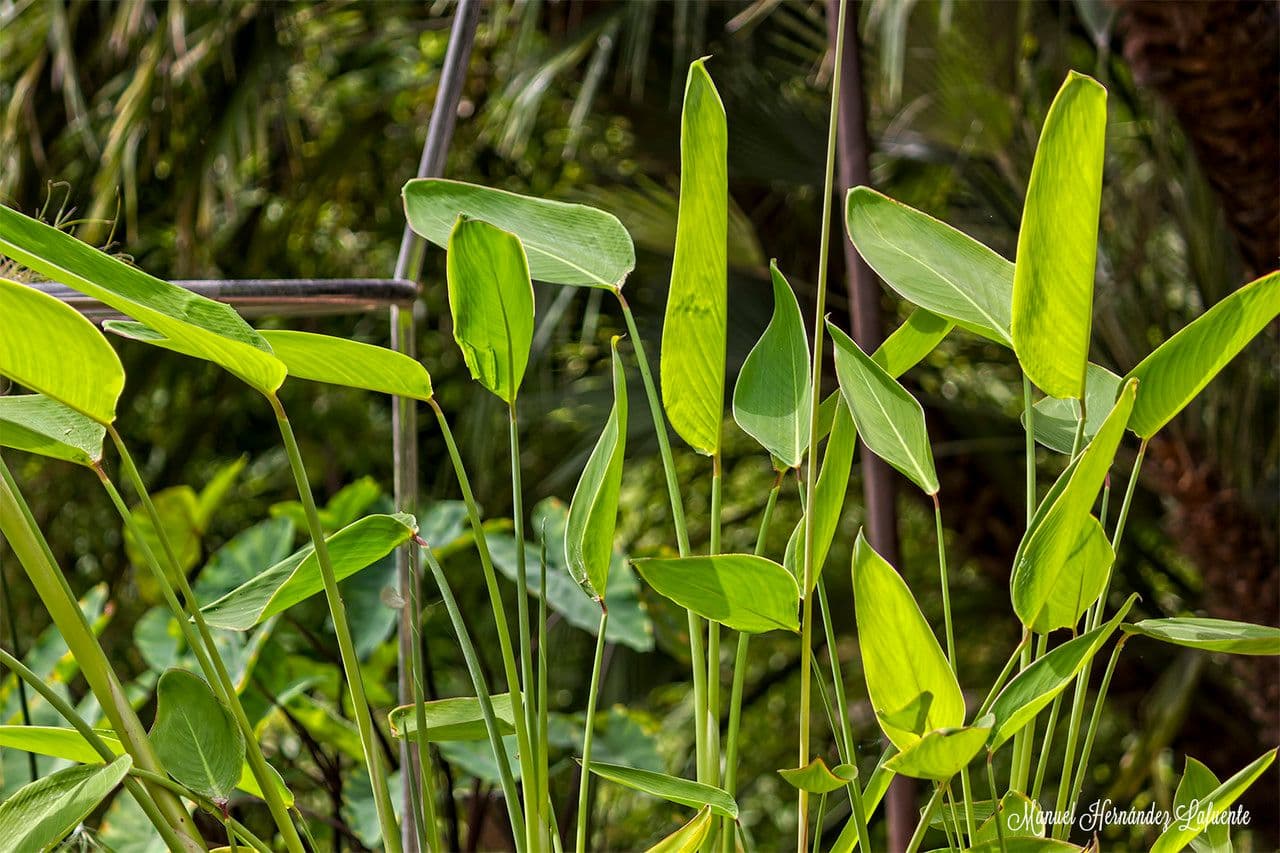 Thalia dealbata 14