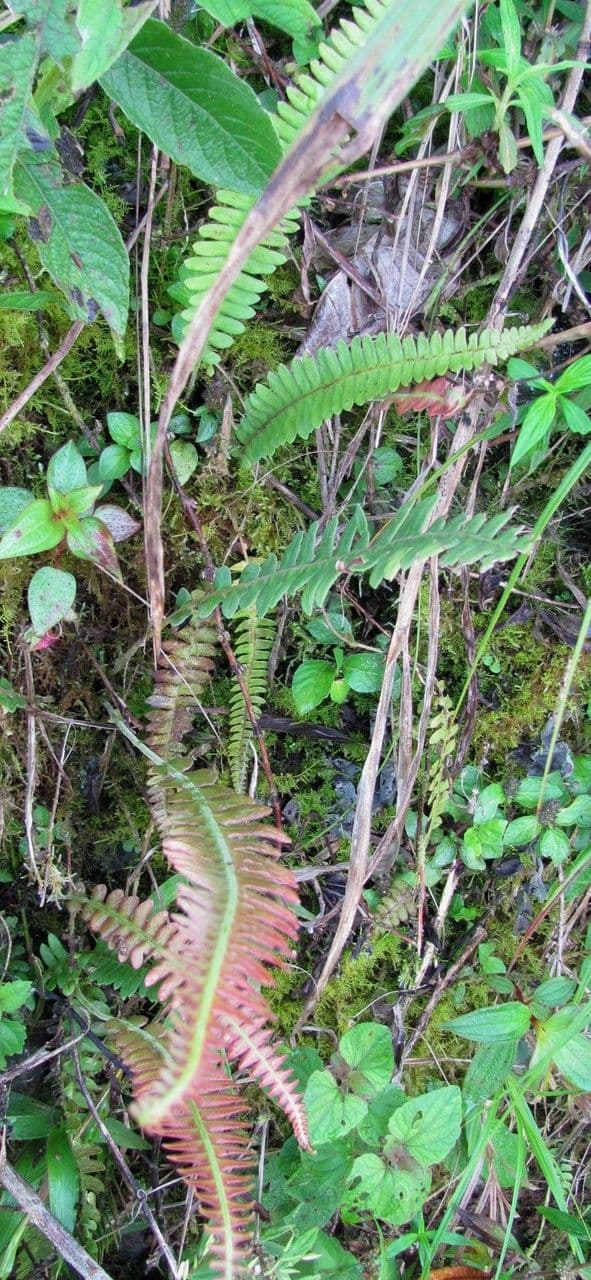 Blechnum polypodioides