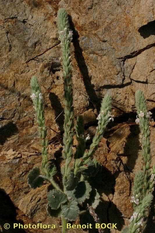 Lafuentea 8