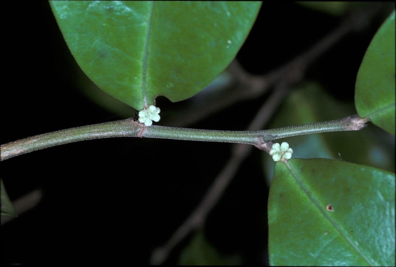 Tapura 2