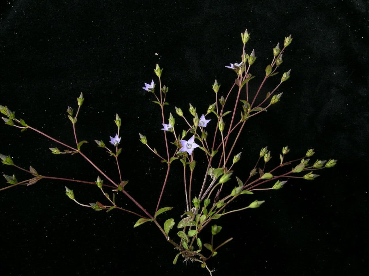 Lomatogonium