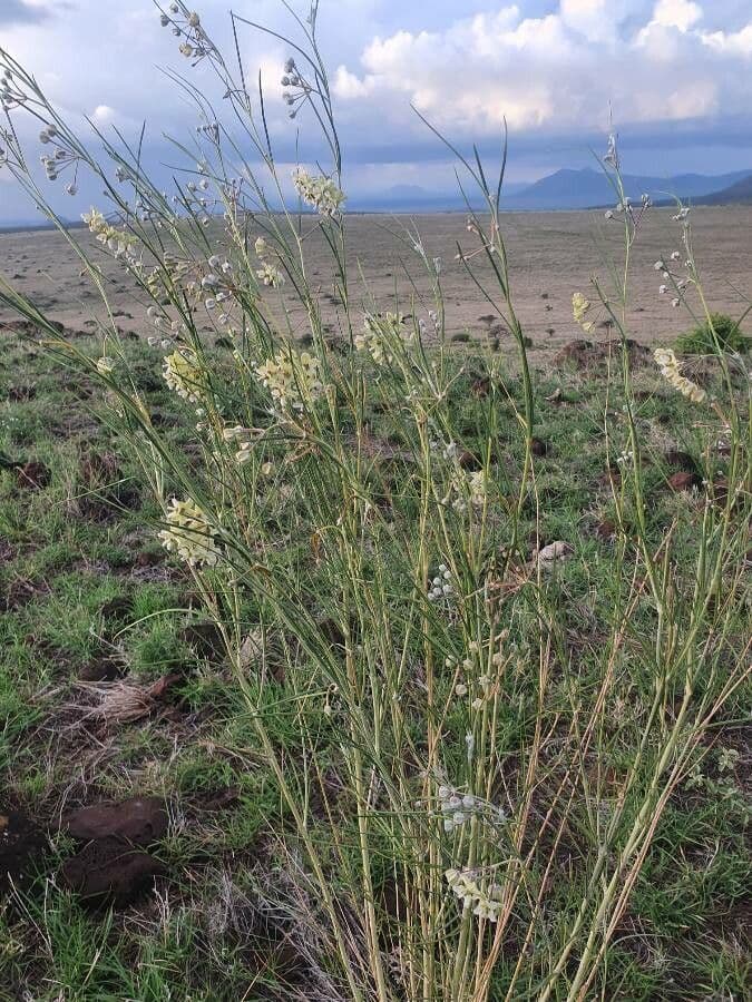 Gomphocarpus 11