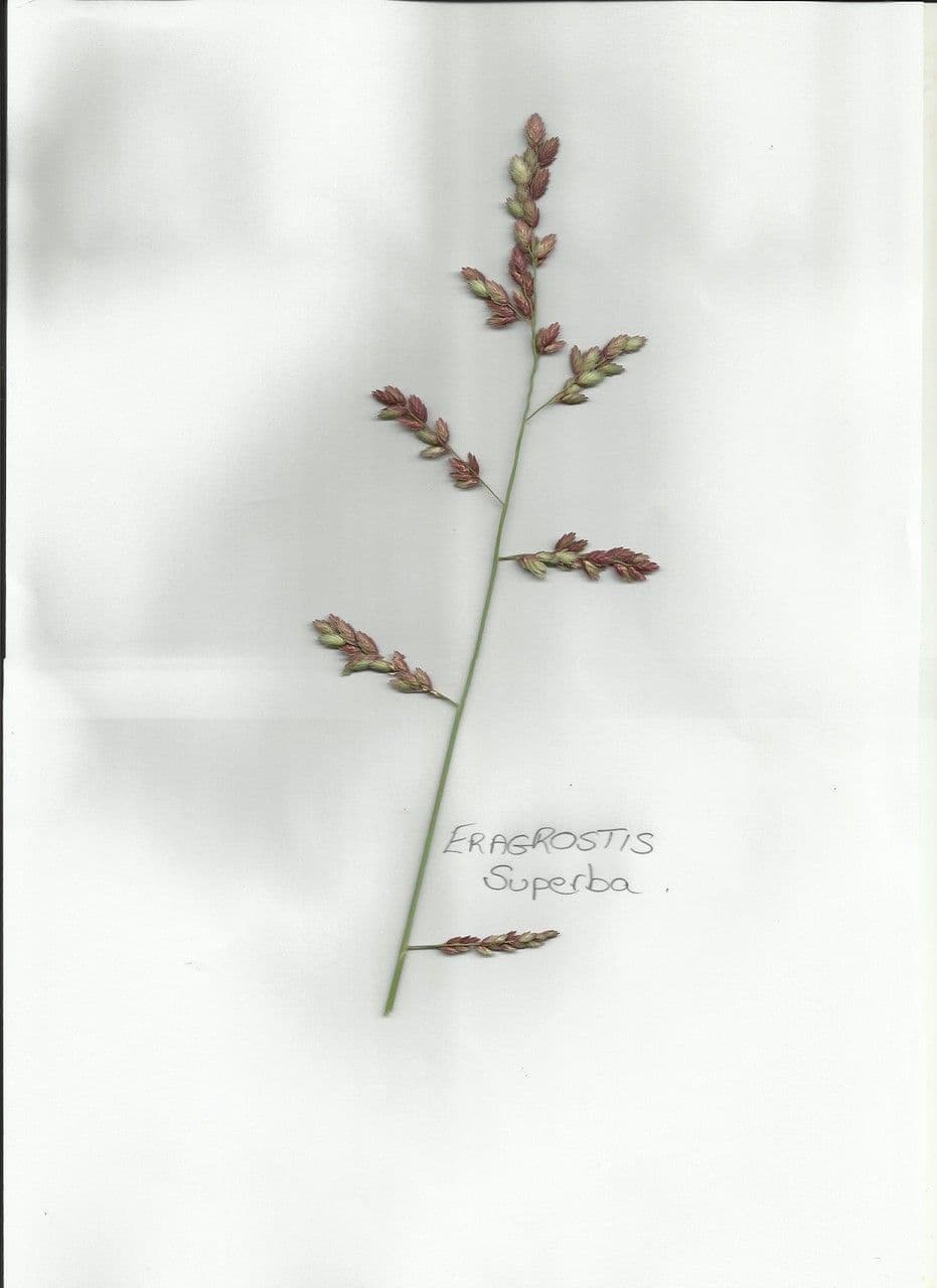 Schöngras 24