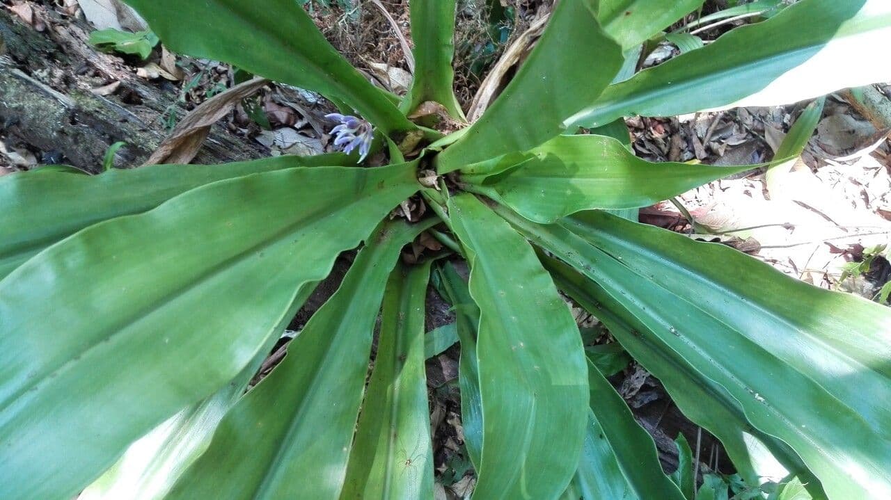 Cochliostema 13