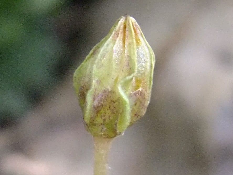Waldsauerklee 5