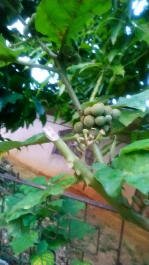 Solanum 3