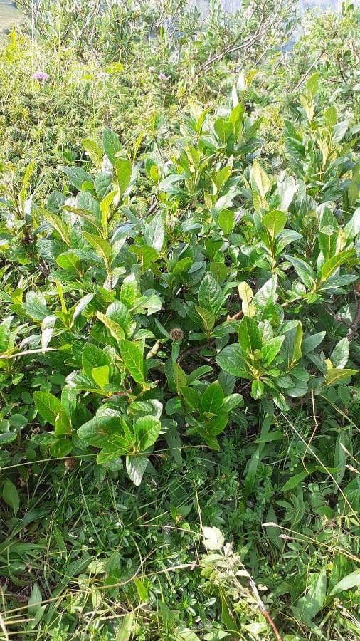 Cotonéaster alpin 30
