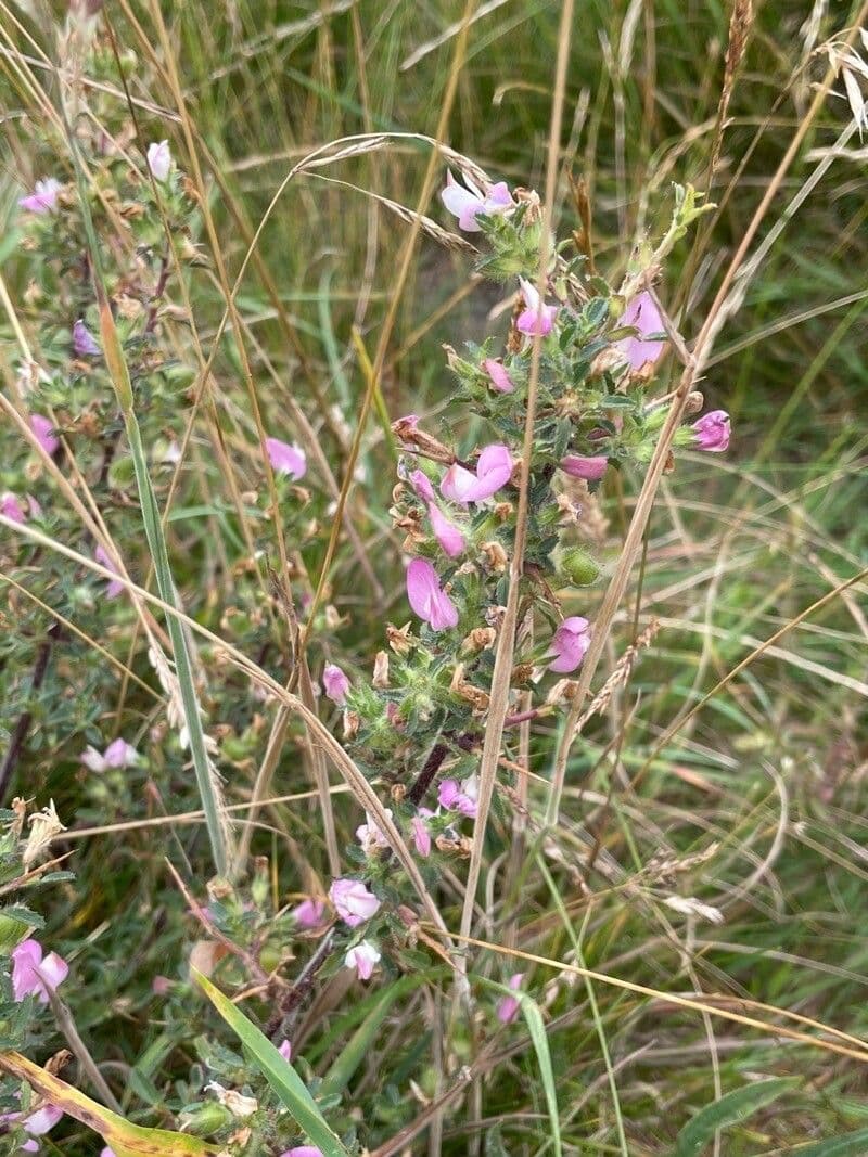 Ononide spinosa 11
