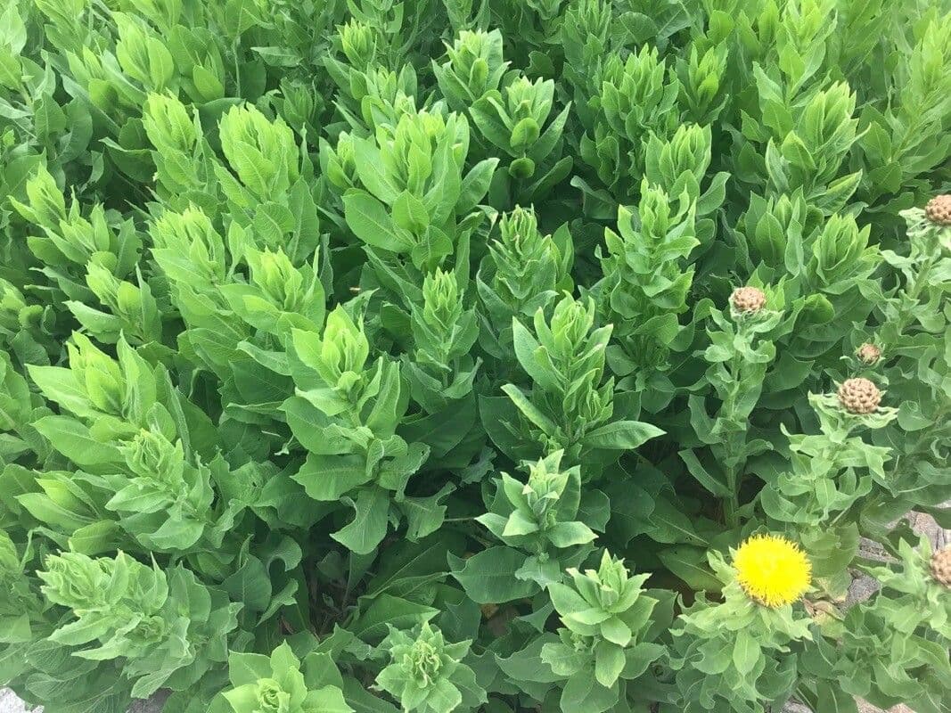 Chaber 10