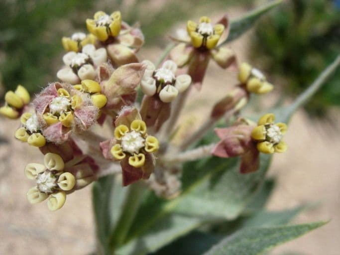 Asclepias 3