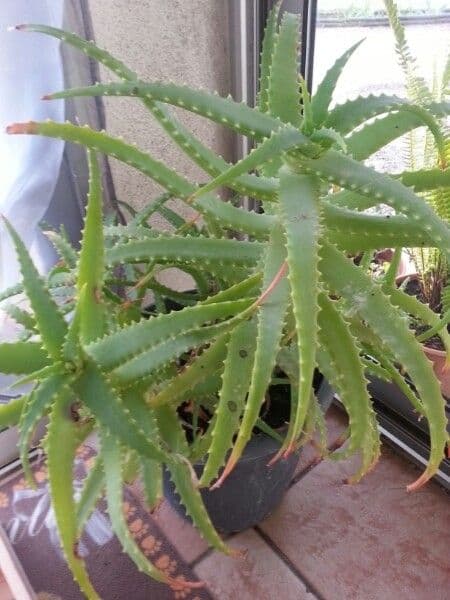 Baum-Aloe 11