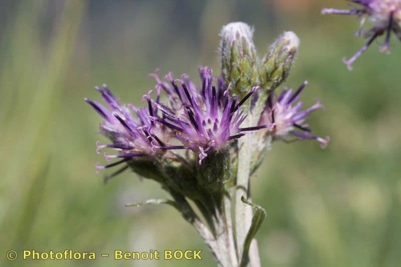 Saussurea discolor 6