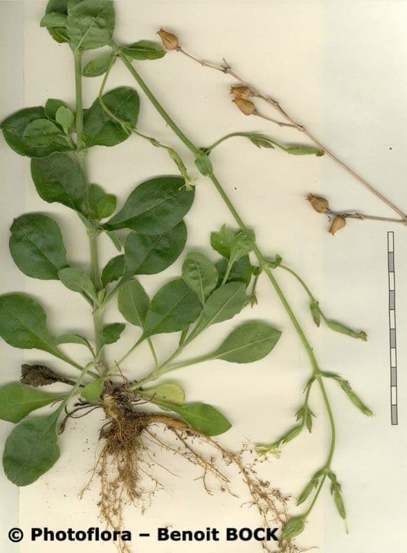 Silene 15