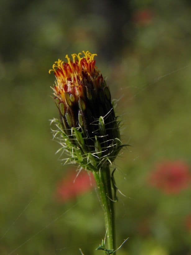 Poreleaf Dogweed
