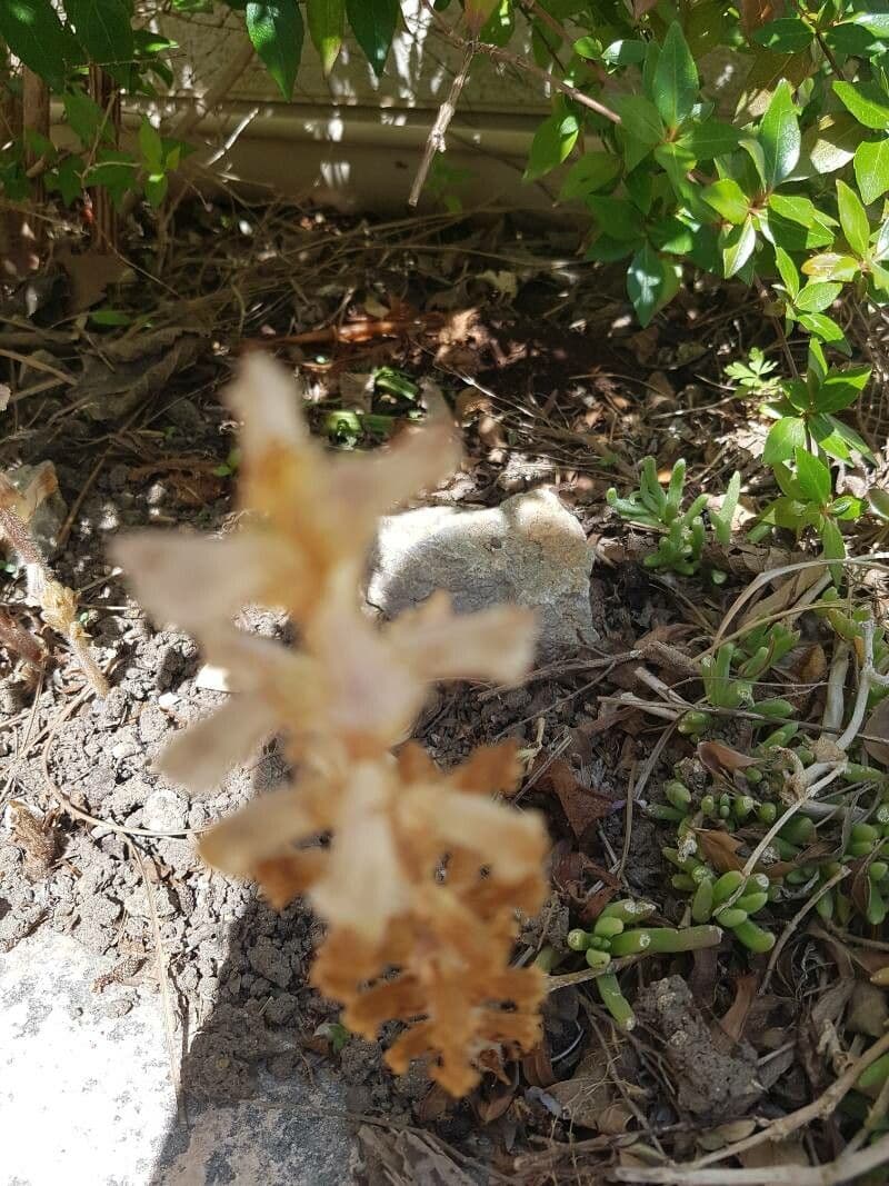 Orobanche amethystea 18