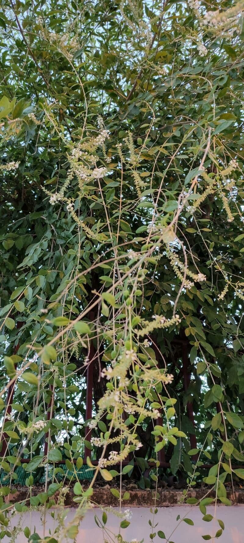 Buddleja asiática 7