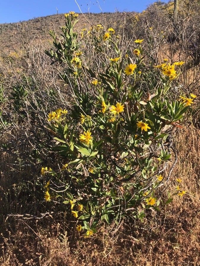 Tagetes