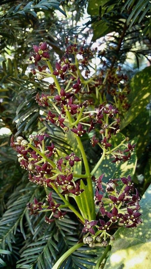 Aucuba giapponese 6