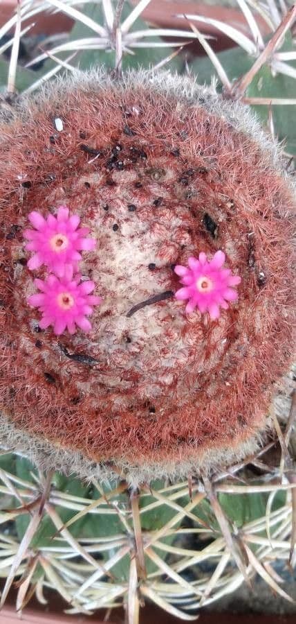 Melocactus 2