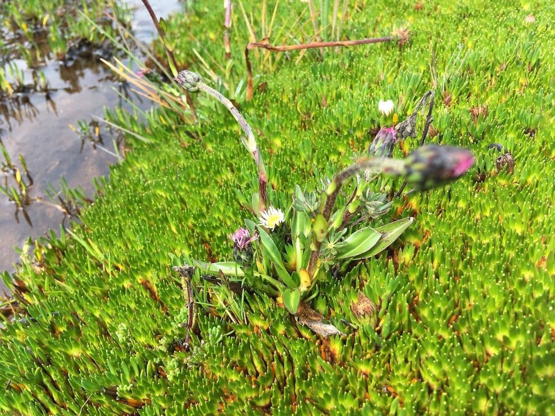 Oritrophium limnophilum 7