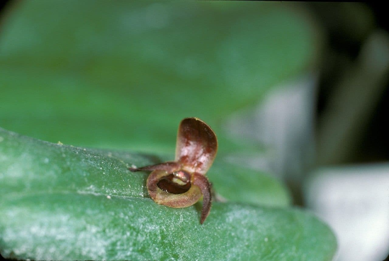 Pleurothallis cordata 3