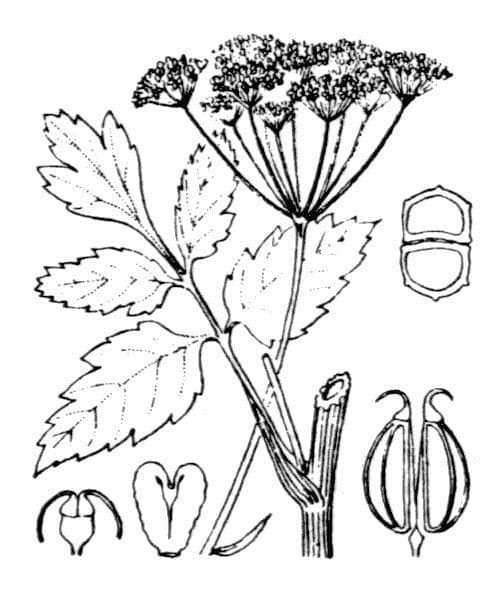 Große Bibernelle 26