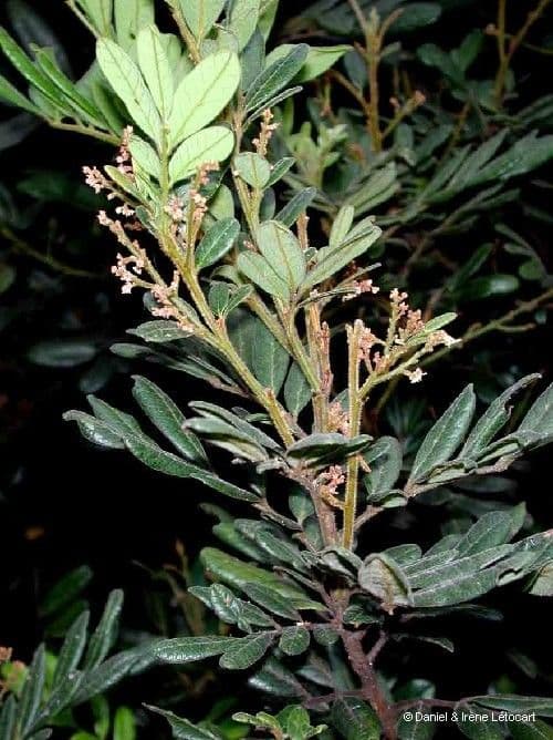 Guioa villosa 7