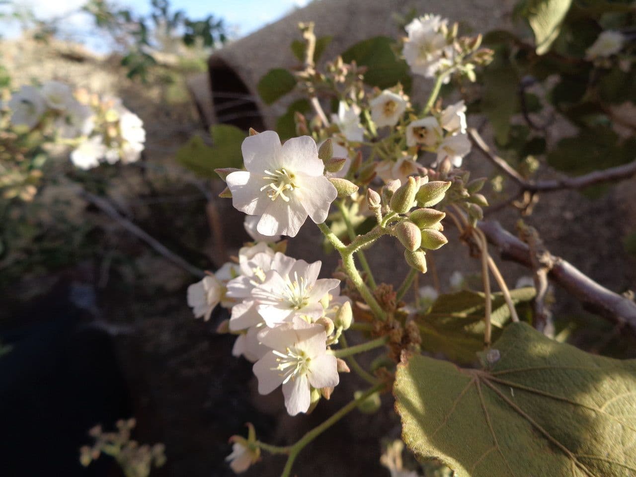 Rundblättrige Dombeya 25