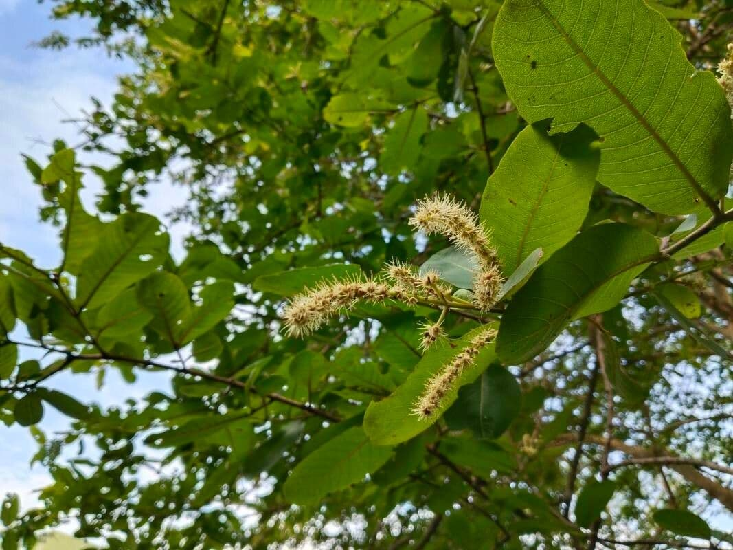 Terminalia arjuna 6