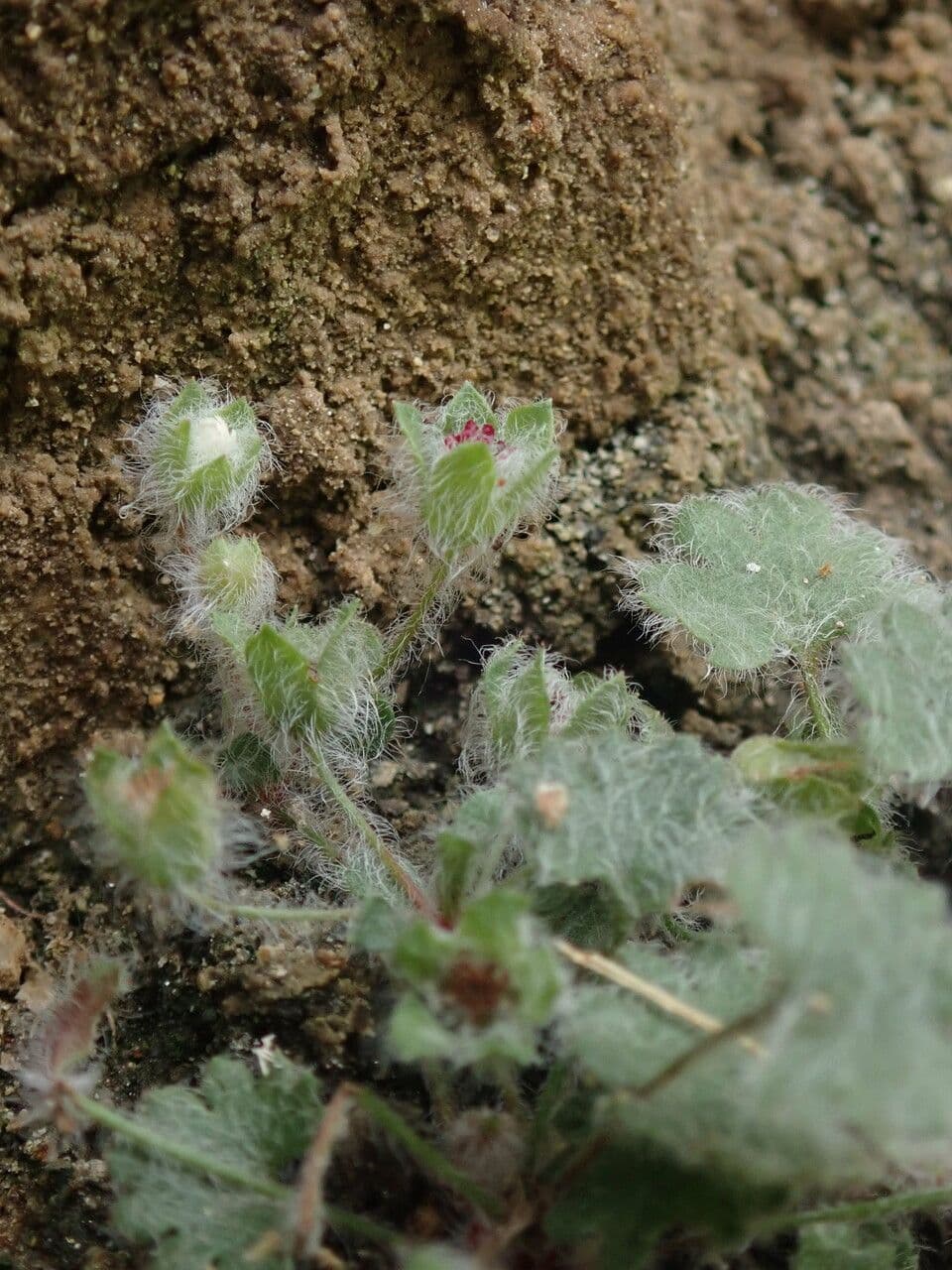 Androsace rotundifolia 4
