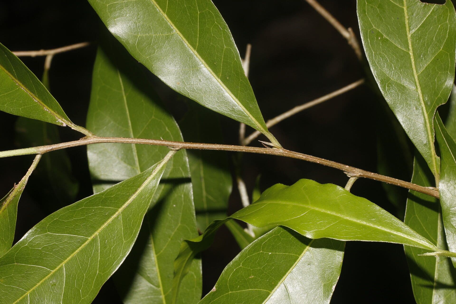 Dichapetalum 5