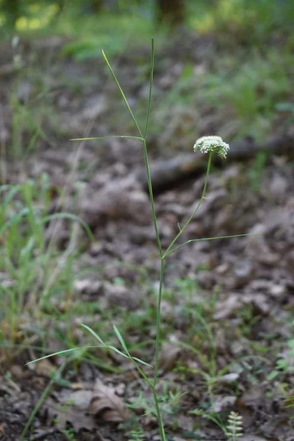 Oenanthe pimpinelloides 17