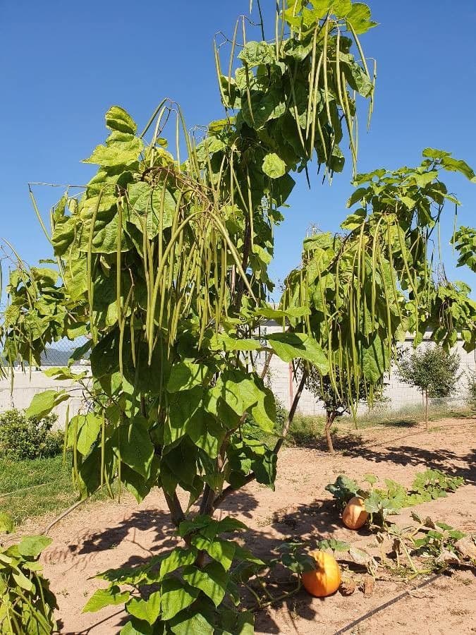 Katalpa vajcovitolistá 27