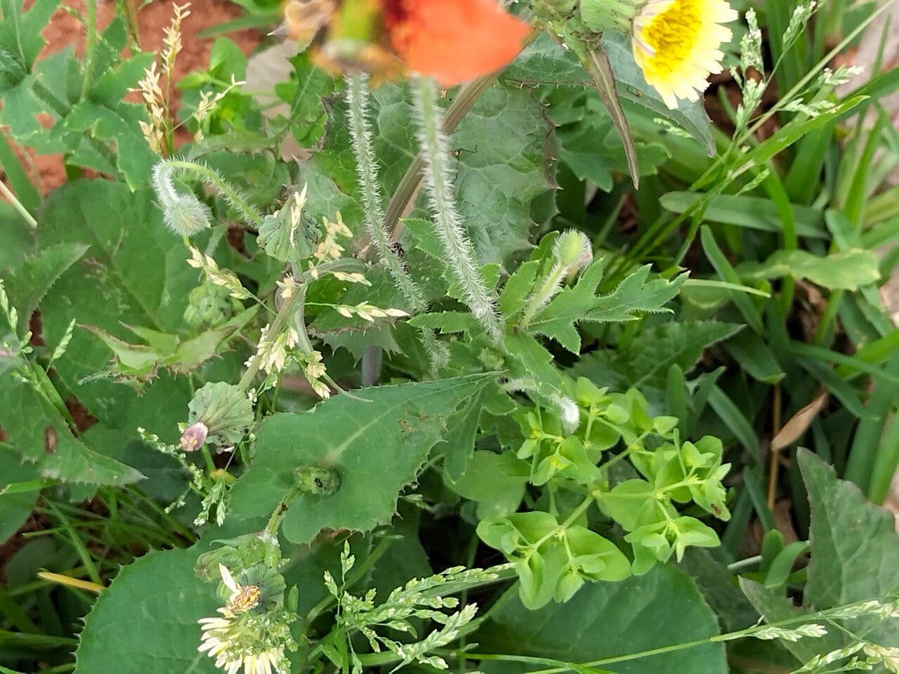 Mittelmeer-Mohn 9