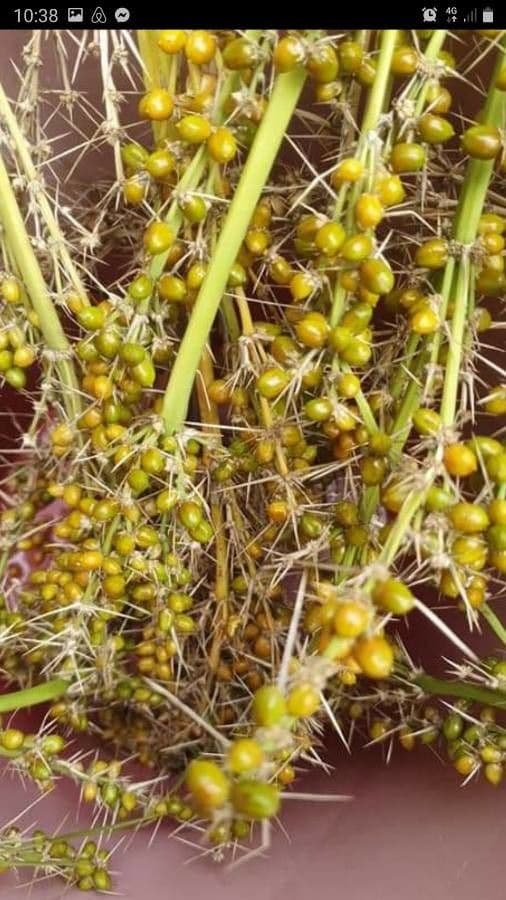 Lomandra