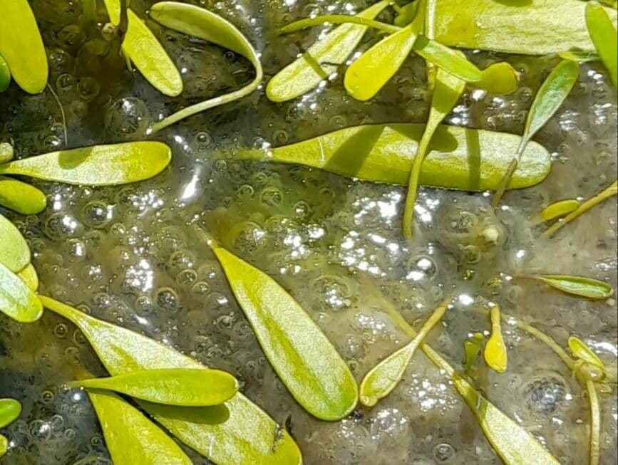 Limosella australe 6
