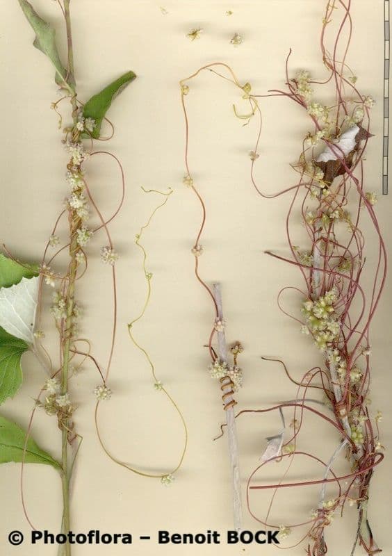 Cuscuta 29