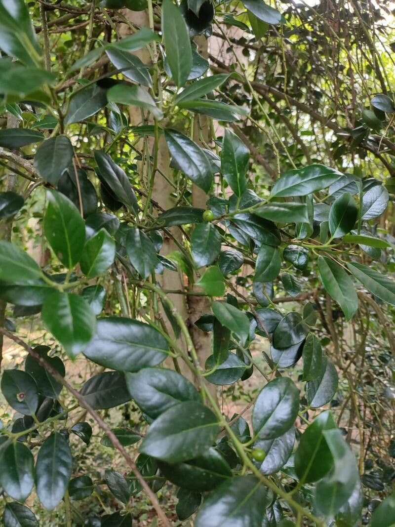 Rhamnus prinoides 6