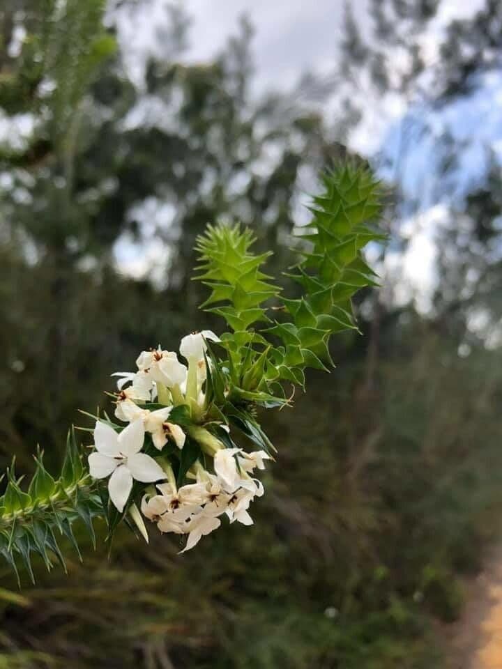 Woollsia pungens