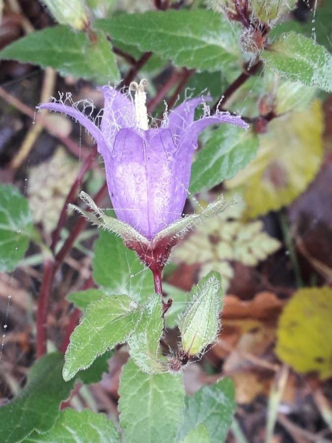 Nesselblättrige Glockenblume 8