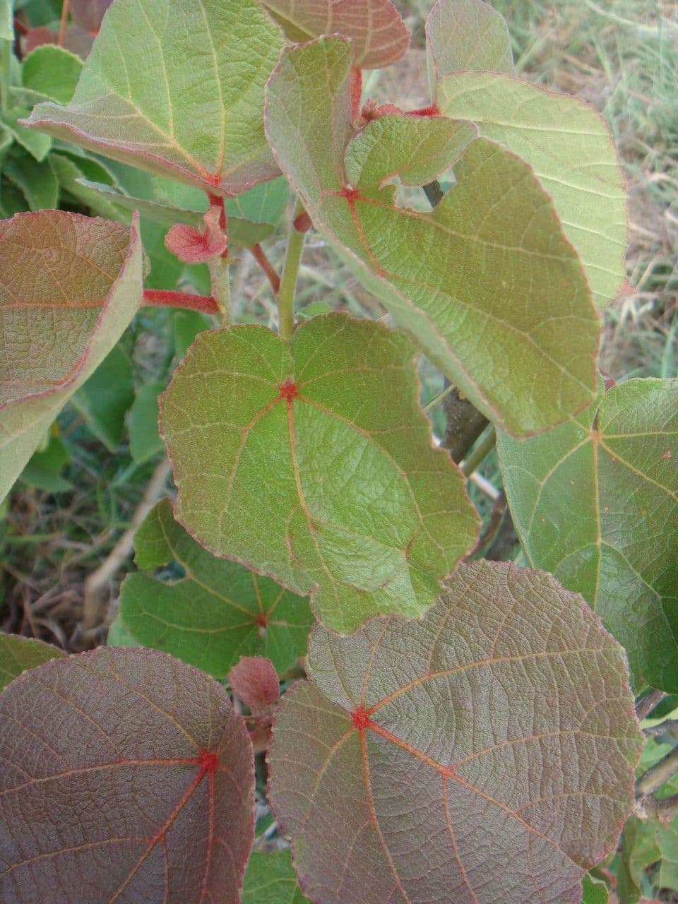 Rundblättrige Dombeya 26
