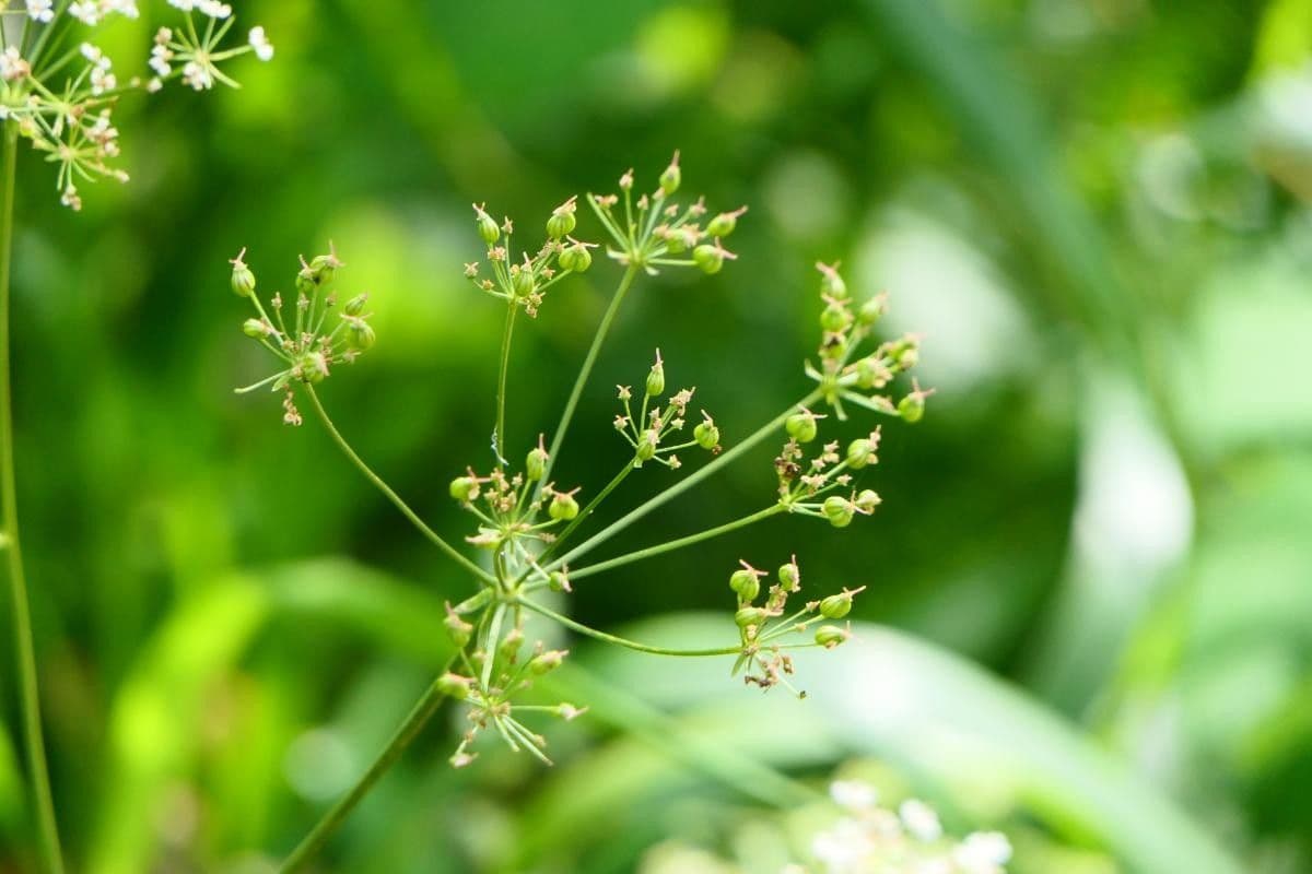 Physospermum della Cornovaglia 6