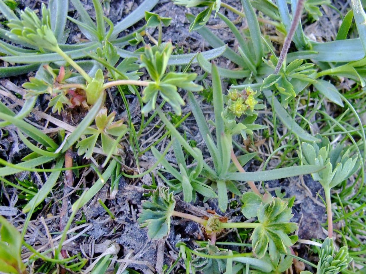 Alchemilla pentafilla 10
