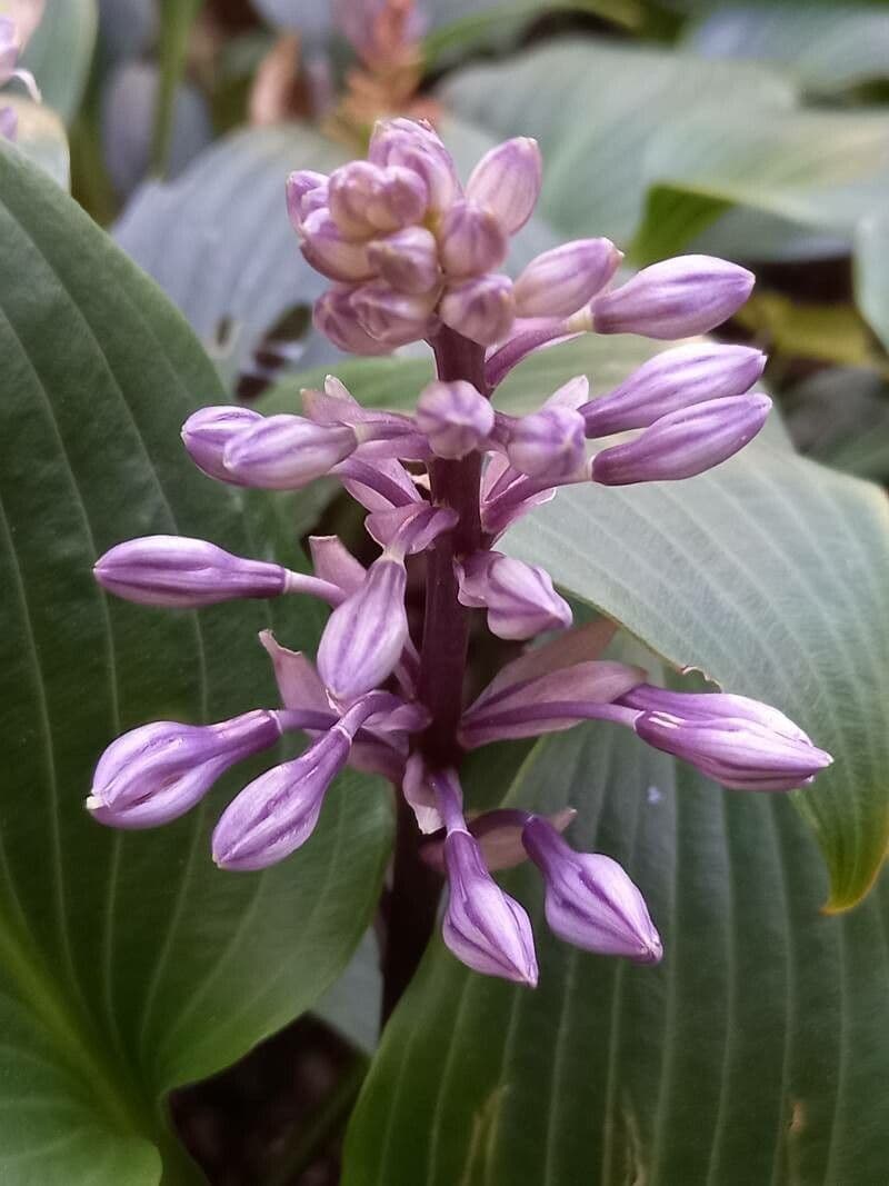 Hosta 4